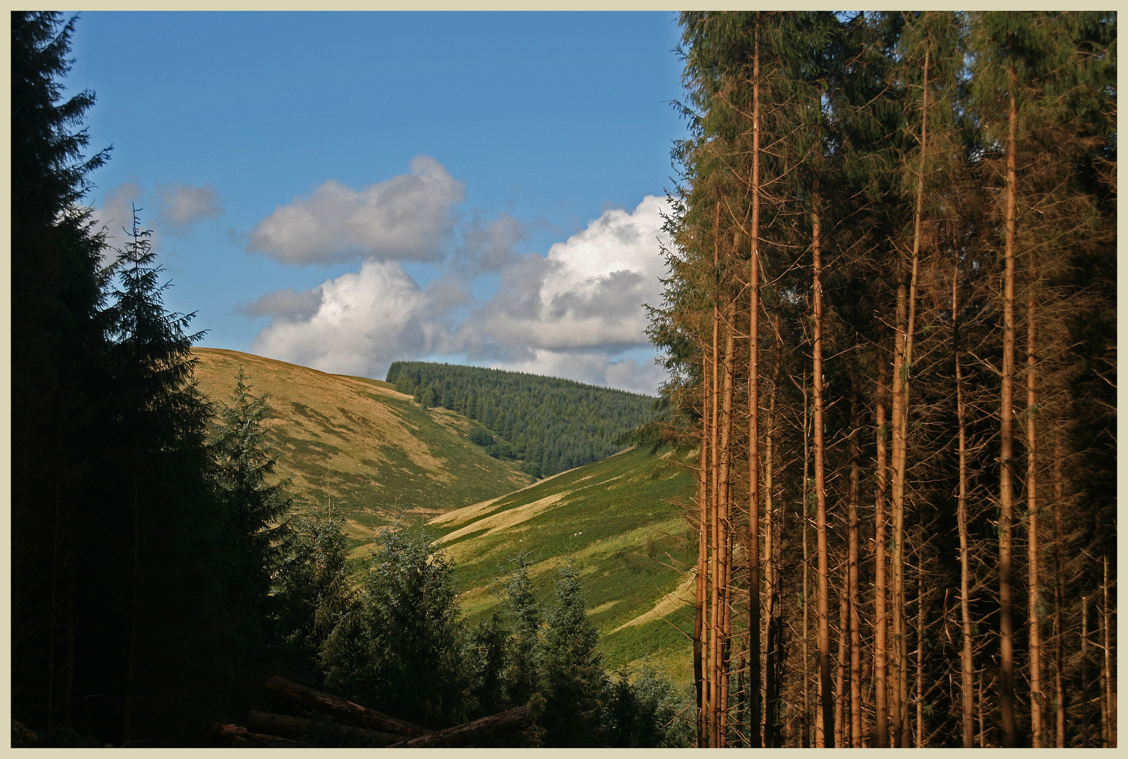 woods near fairhaugh Cheviot Hills