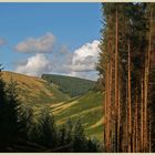 woods near fairhaugh Cheviot Hills