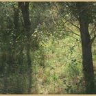 woods near lanton 4