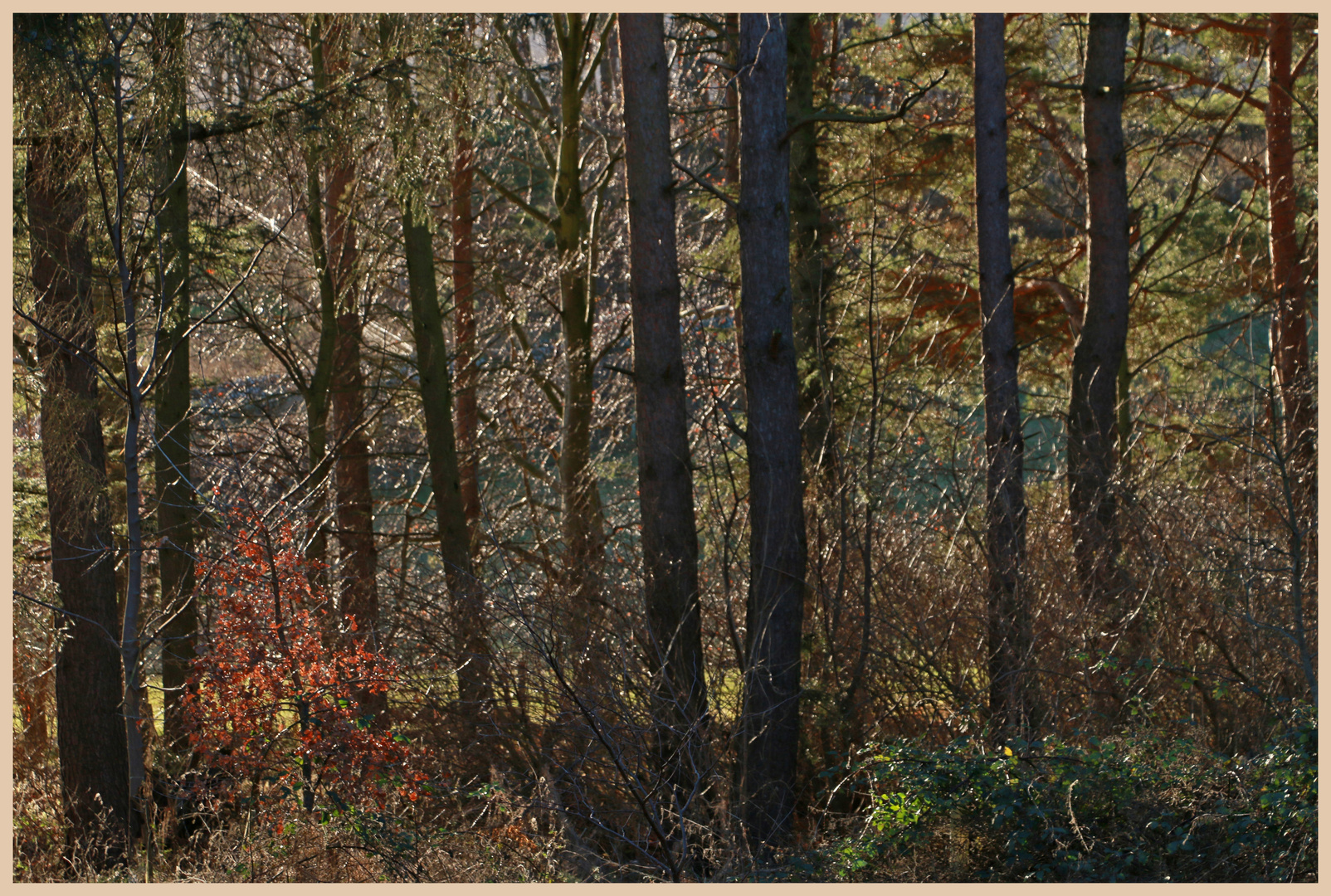 woods near westnewton 2