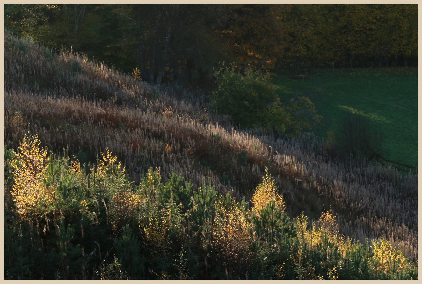 woods near whitfield 2