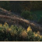 woods near whitfield 2