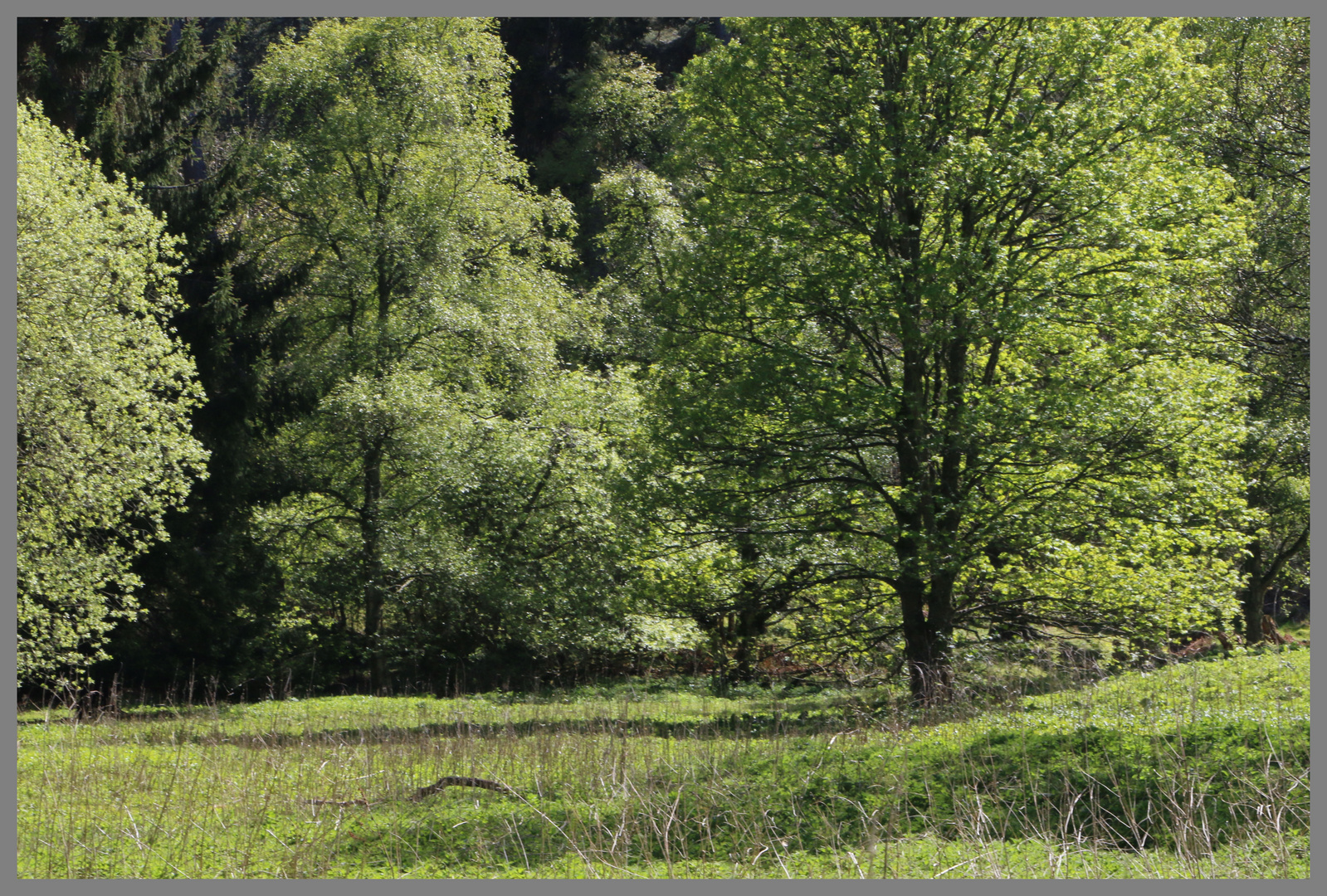 woods near Whitfield in Northumberland