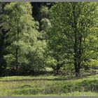 woods near Whitfield in Northumberland