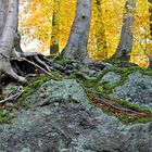 Woods On The Rocks