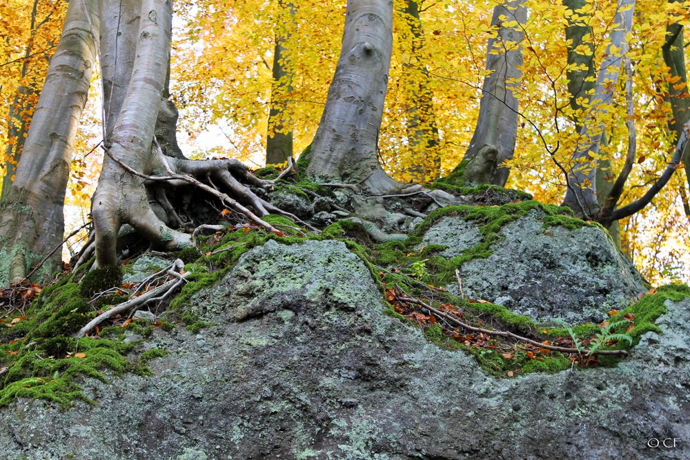 Woods On The Rocks