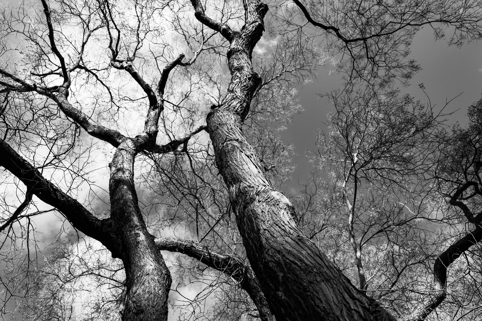 woods_black_n_white