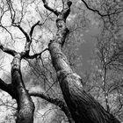 woods_black_n_white