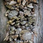 Woodstack