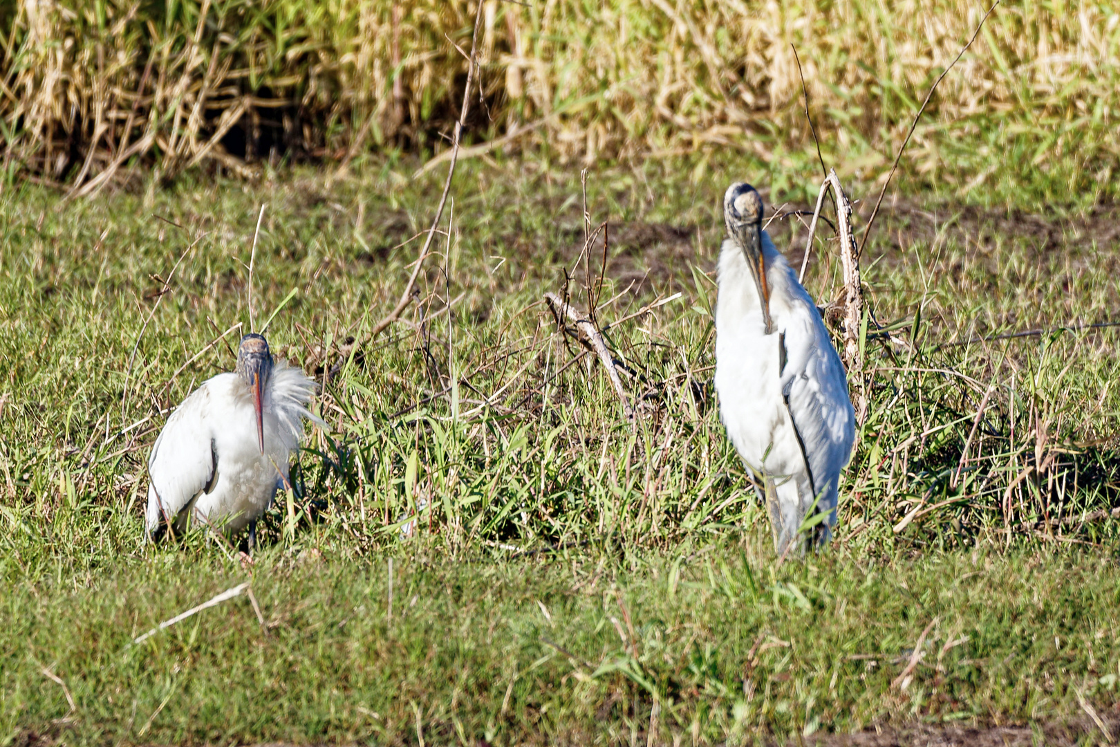 Woodstorks