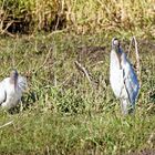 Woodstorks