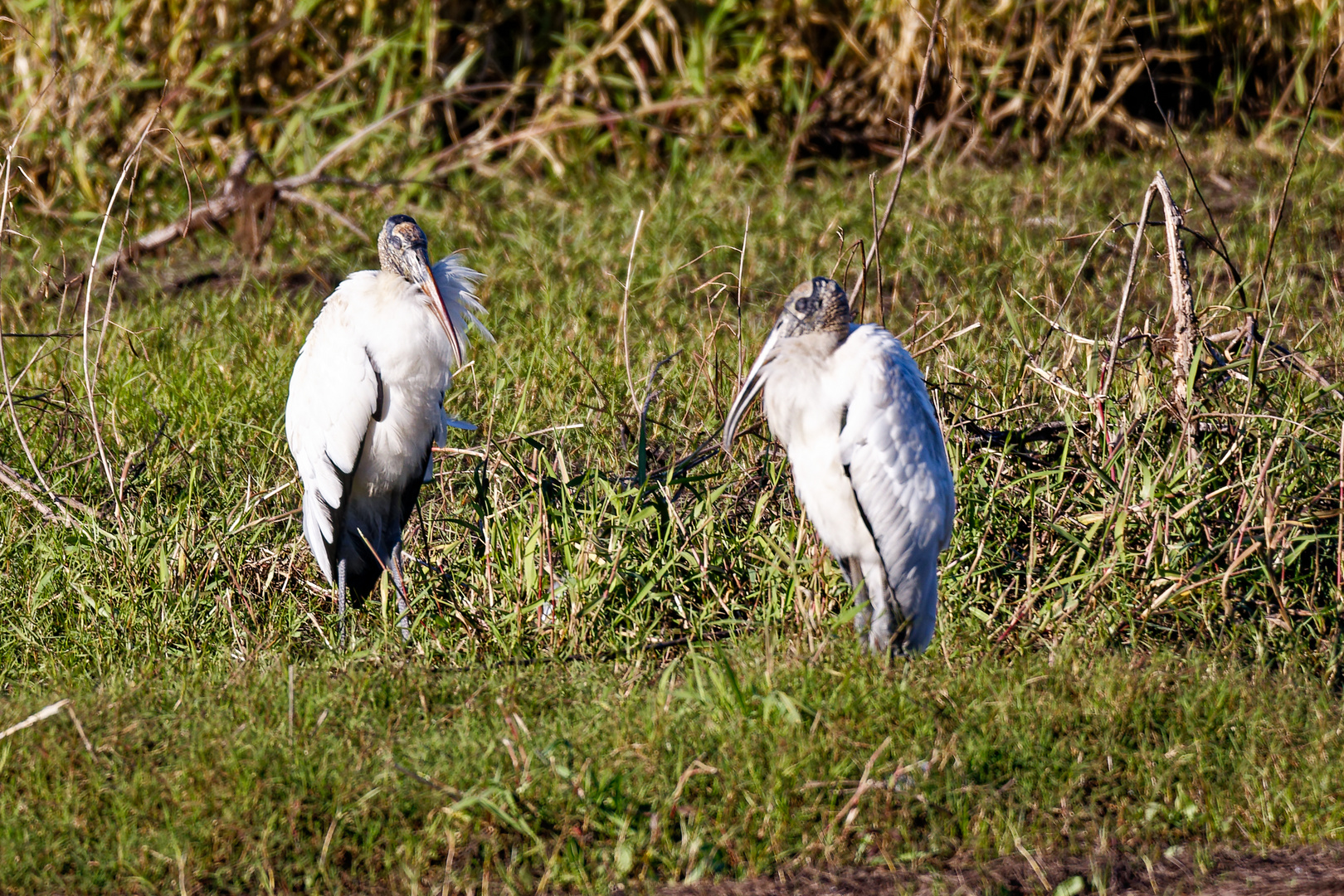 Woodstorks_1