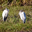 Woodstorks_1