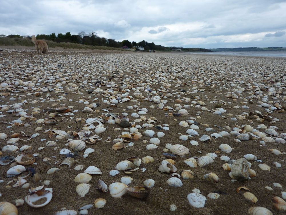 woodstown strand.