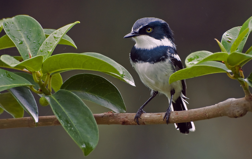 Woodward's Batis