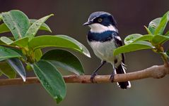 Woodward's Batis