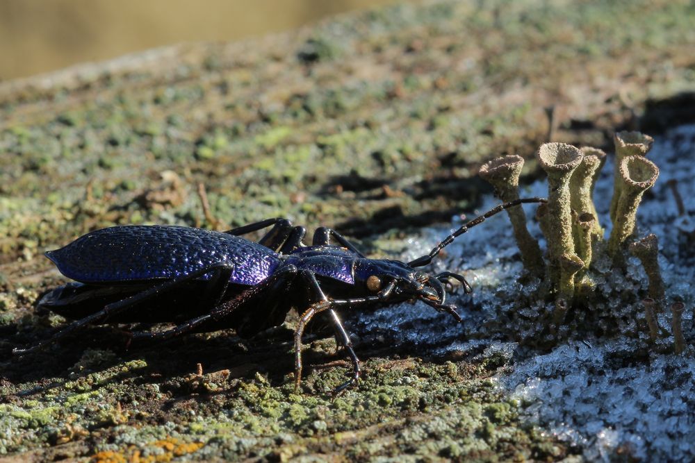 Woody rockt den Wintergarten