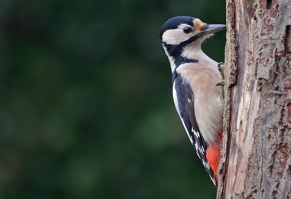 Woody Woodpecker...