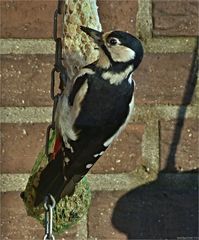 Woody Woodpecker.