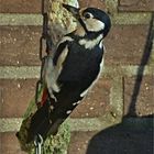 Woody Woodpecker.