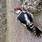 Woody Woodpecker  I