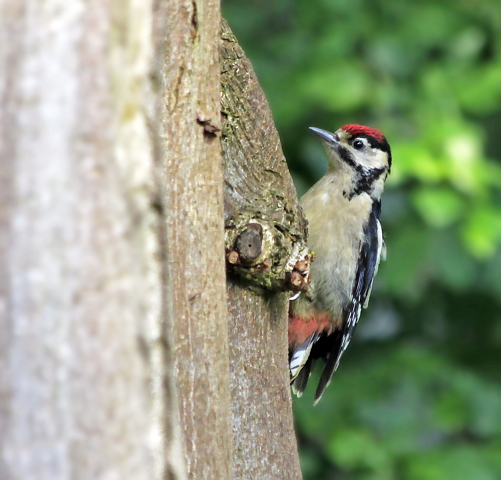 Woody Woodpecker II