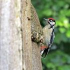 Woody Woodpecker II