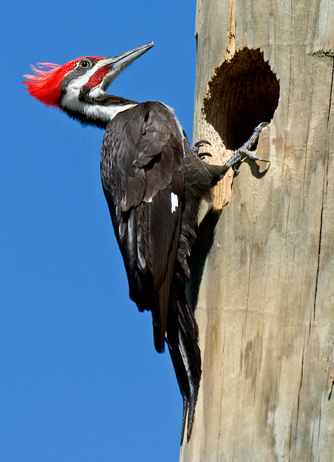 "Woody Woodpecker" Männchen