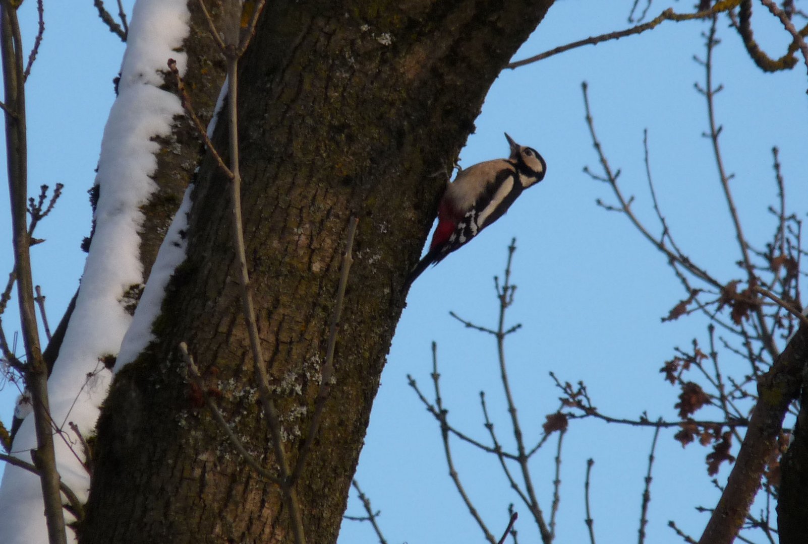 Woody Woodpekker ...