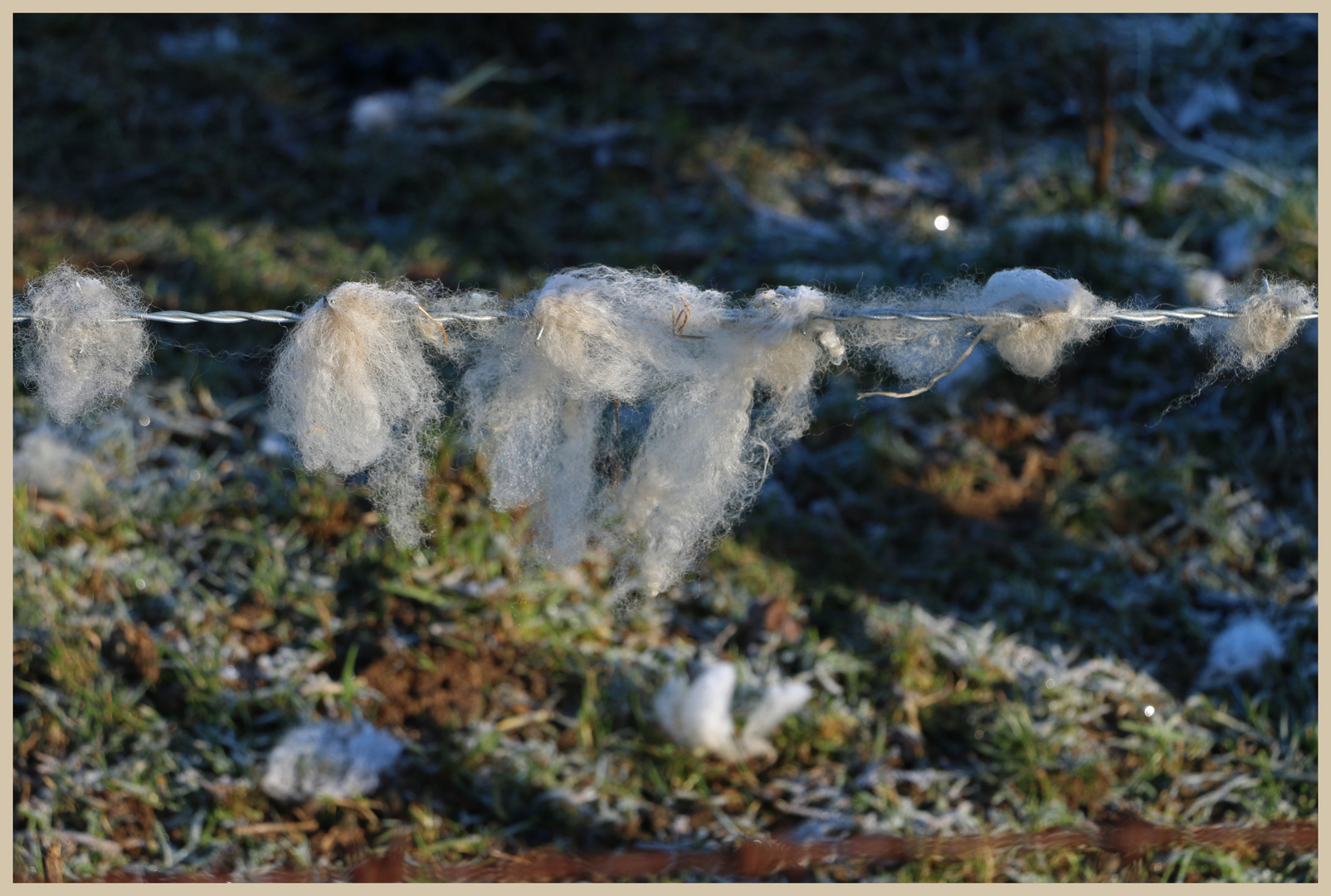 wool on wire