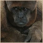 woolly monkey