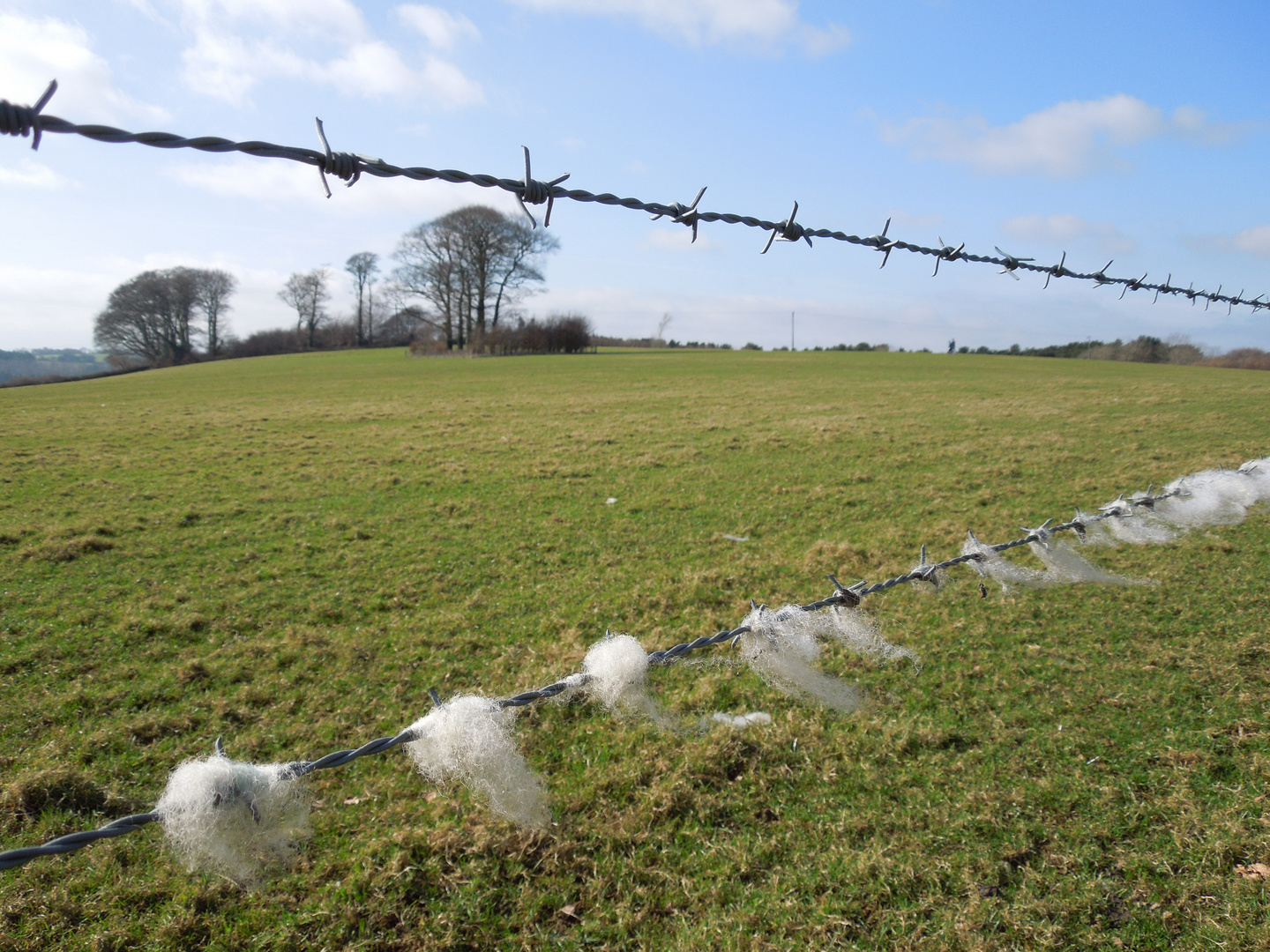 Woolly wire