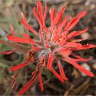 Wooly Indian Paintbrush