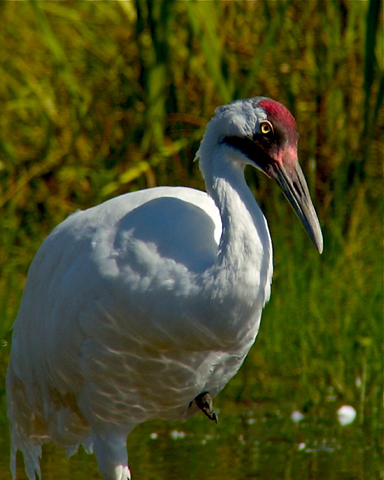 Wooping Crane (grus americana)