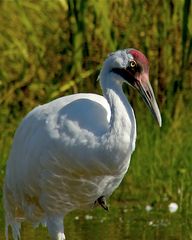 Wooping Crane (grus americana)