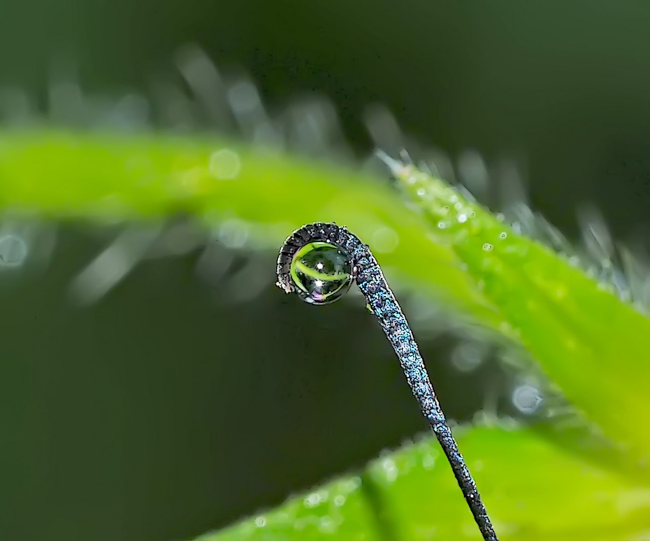 Woran hängt dieser Wassertropfen?