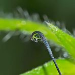 Woran hängt dieser Wassertropfen?