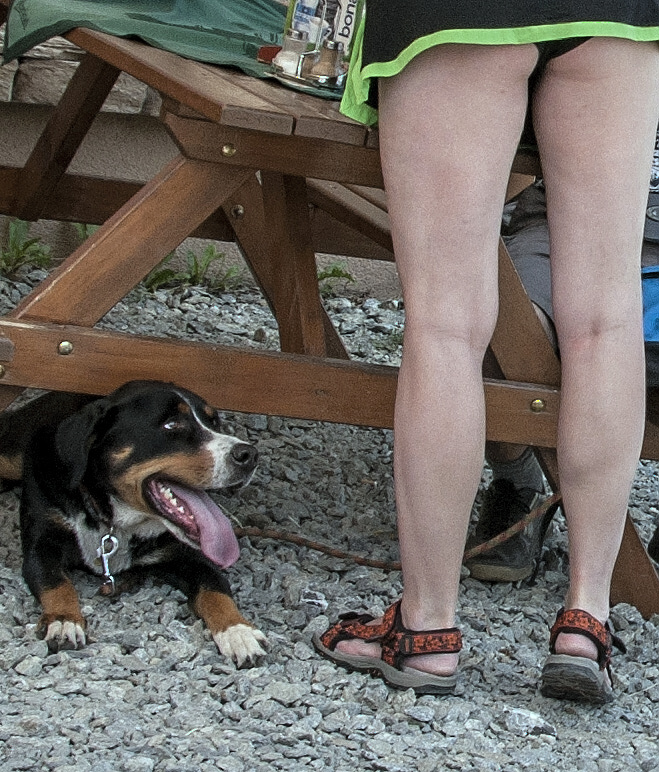 Woran Hund wohl denkt......