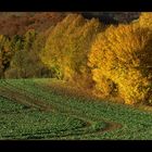 ...worauf der Bauer vom Lande nicht achtet... - (1. von "Herbst-Licht und -Schatten")