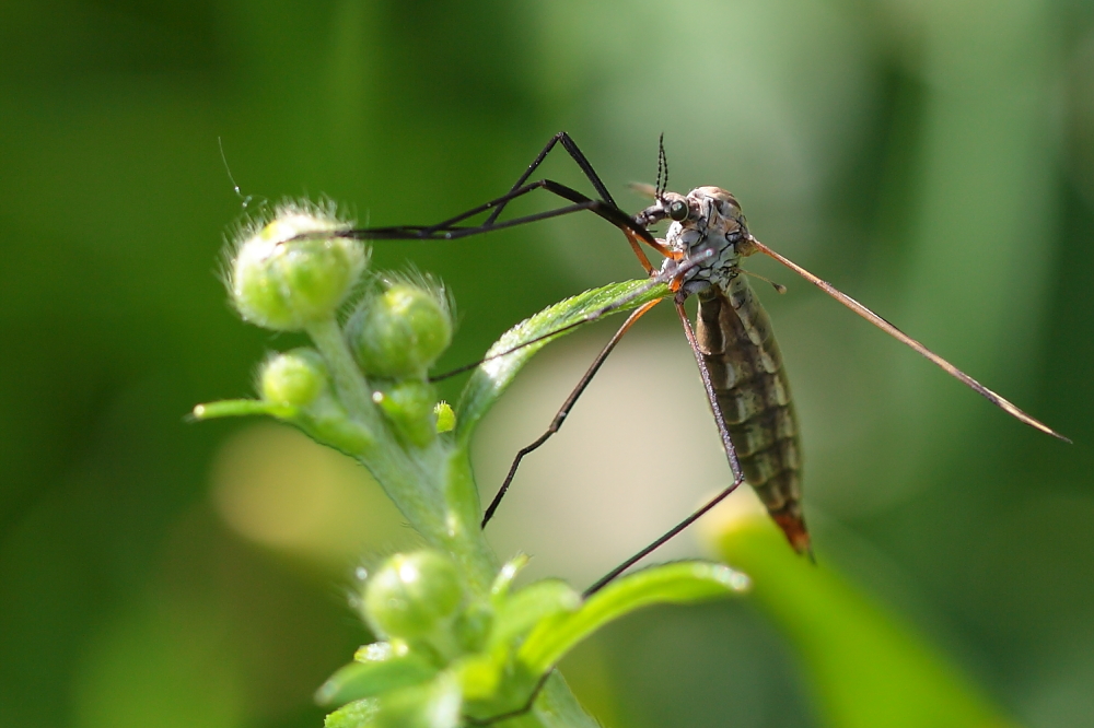 Worauf wartet sie?? Dettingen a.d.Erms, Biosphärengebie schw. Alb