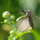 Worauf wartet sie?? Dettingen a.d.Erms, Biosphärengebie schw. Alb