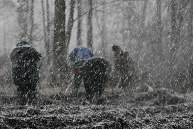 Work in forest