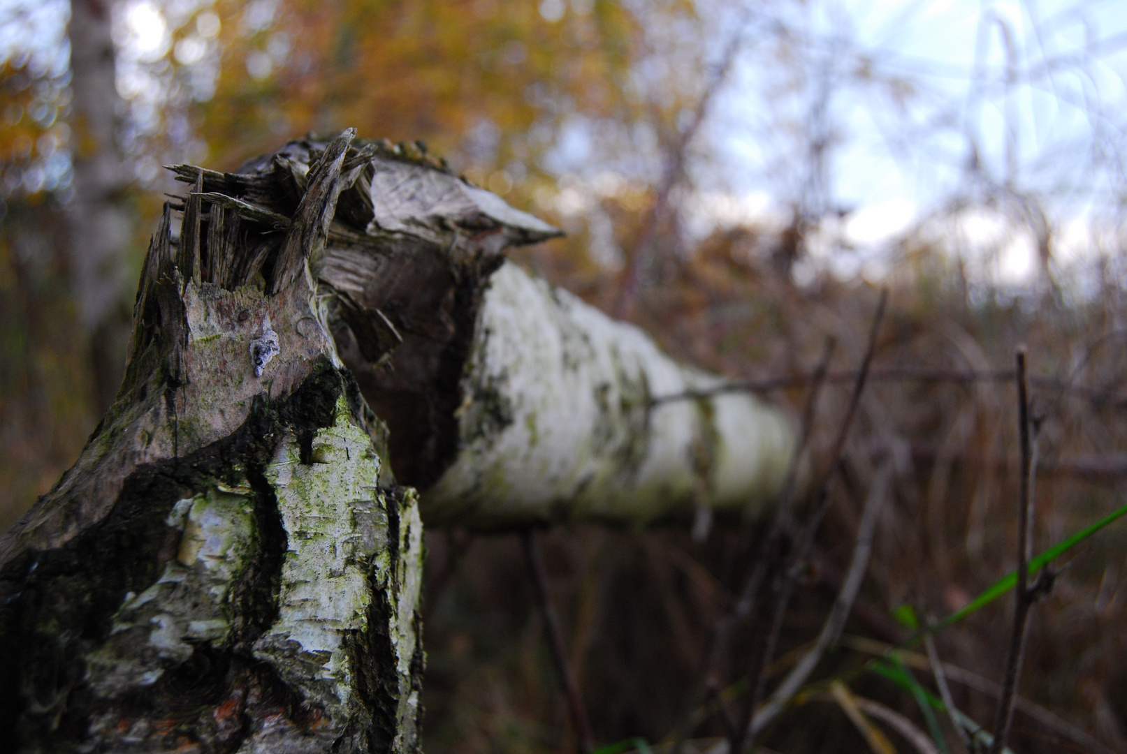 work of a beaver