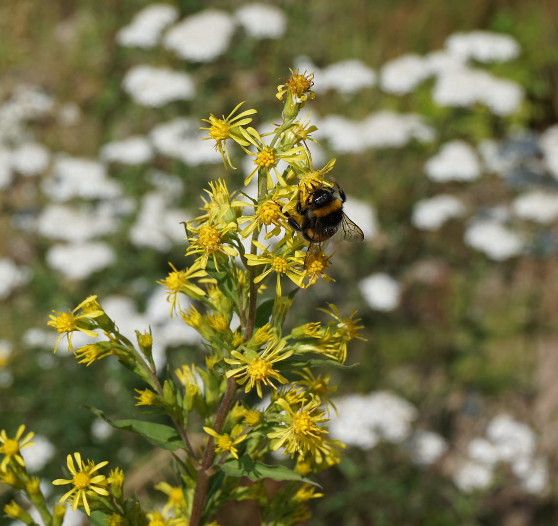 Workaholic bumblebee