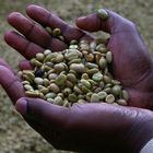 worker checking the coffee quality