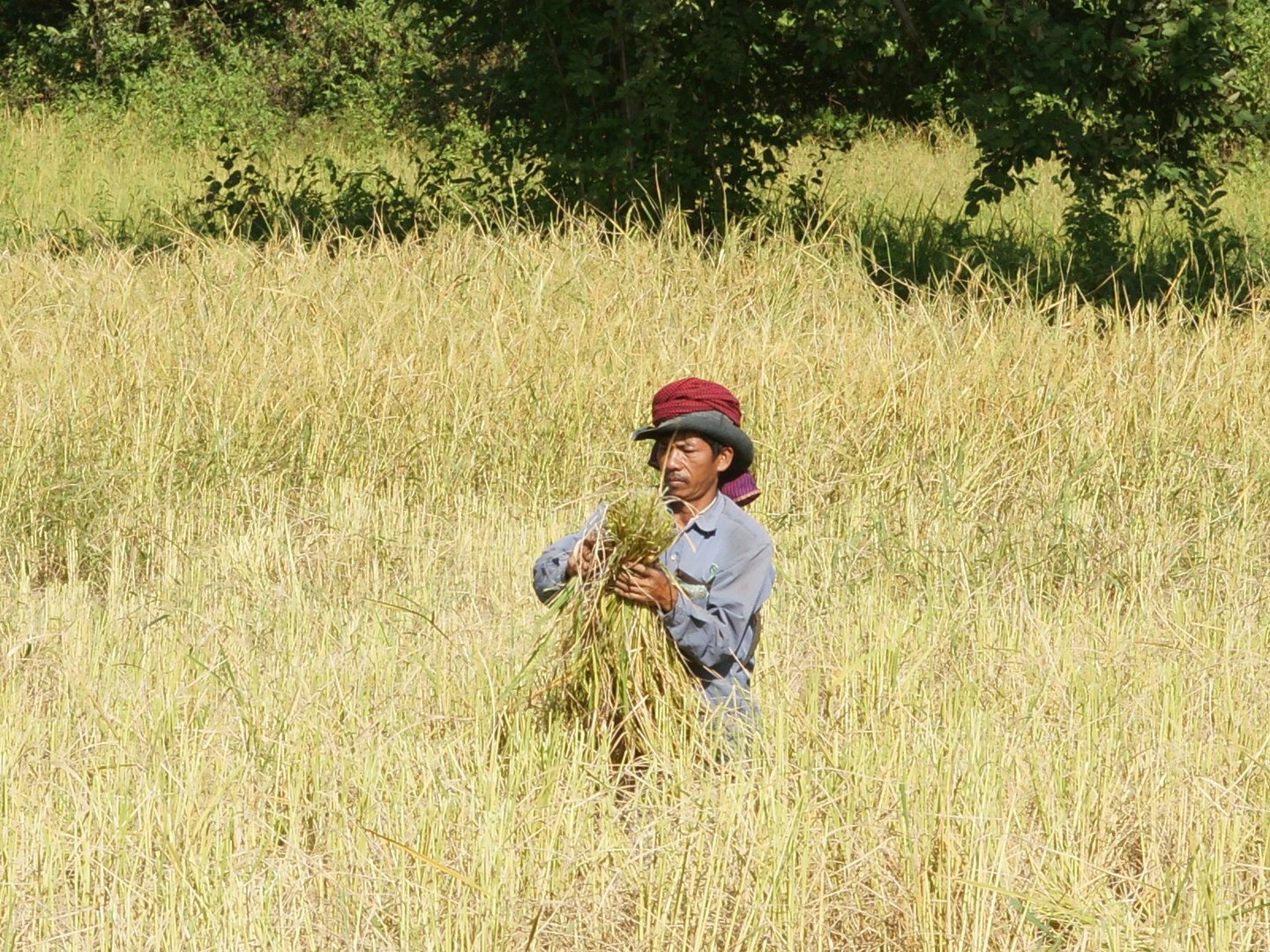 Worker in the field