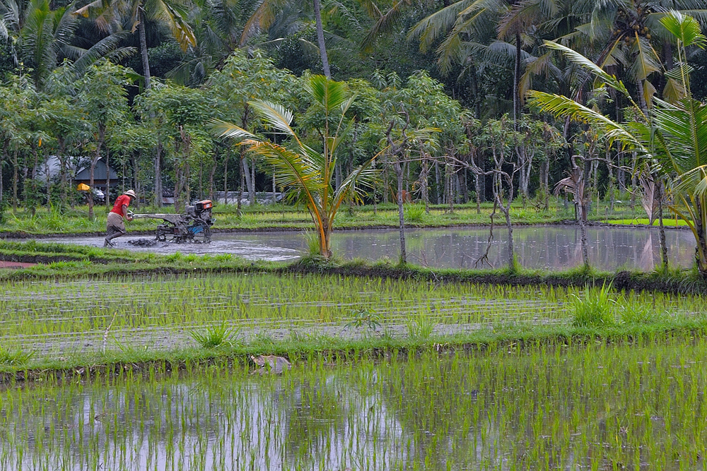 Working at a Balinese paddy field