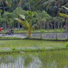 Working at a Balinese paddy field