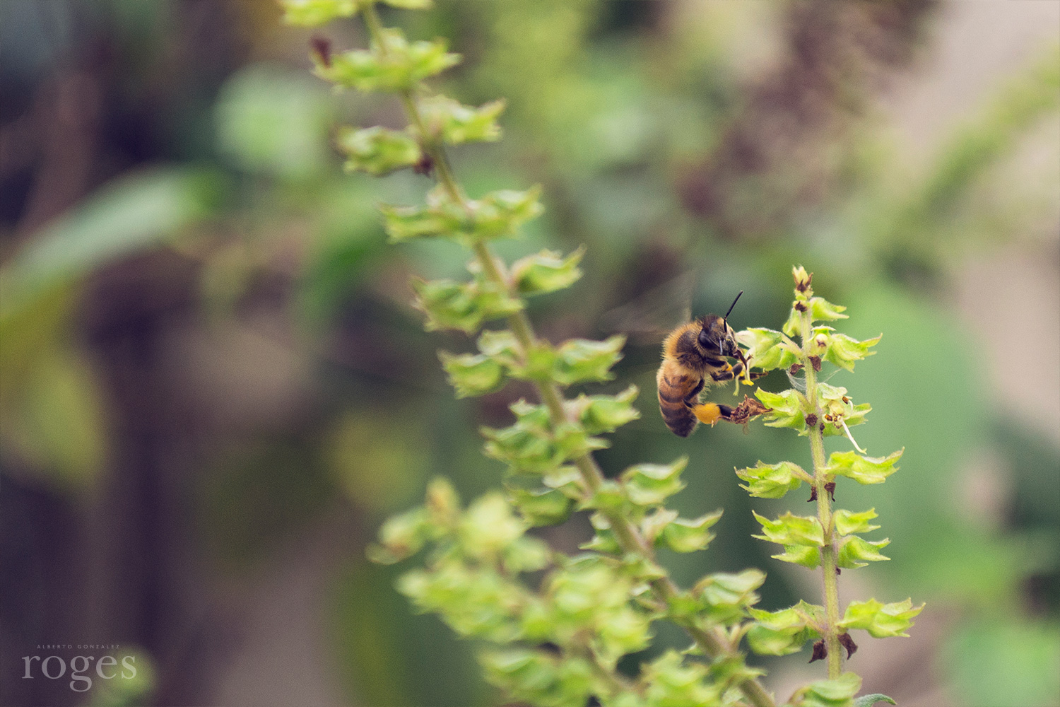 Working Bee