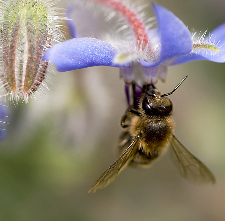 Working Bee